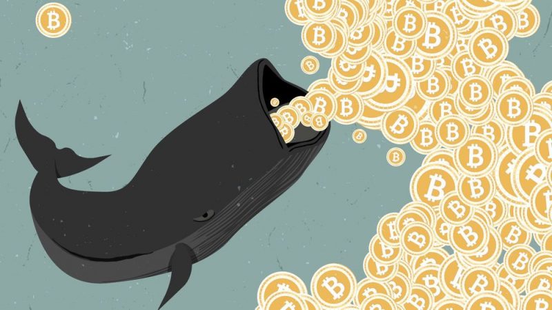 Tips To Win Like A Crypto Whale