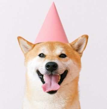 All You Need To Know About The New Kid On The Block, Baby Doge Baby Doge