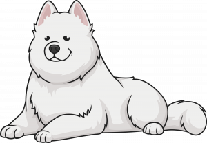 Samoyed