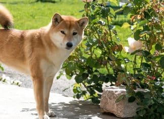 4 DOGE Games Para Jogar Com Suas Criptomoedas Online DOGE