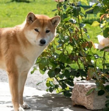 4 DOGE Games Para Jogar Com Suas Criptomoedas Online DOGE