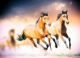 Como Apostar em Corridas de Cavalo no BC.GAME? Corridas de Cavalo