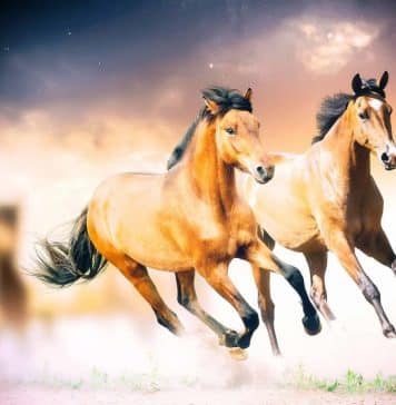 Como Apostar em Corridas de Cavalo no BC.GAME? Corridas de Cavalo